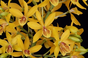 Guaricyclia Kyoguchi Diamond Orchids AM/AOS 82 pts.